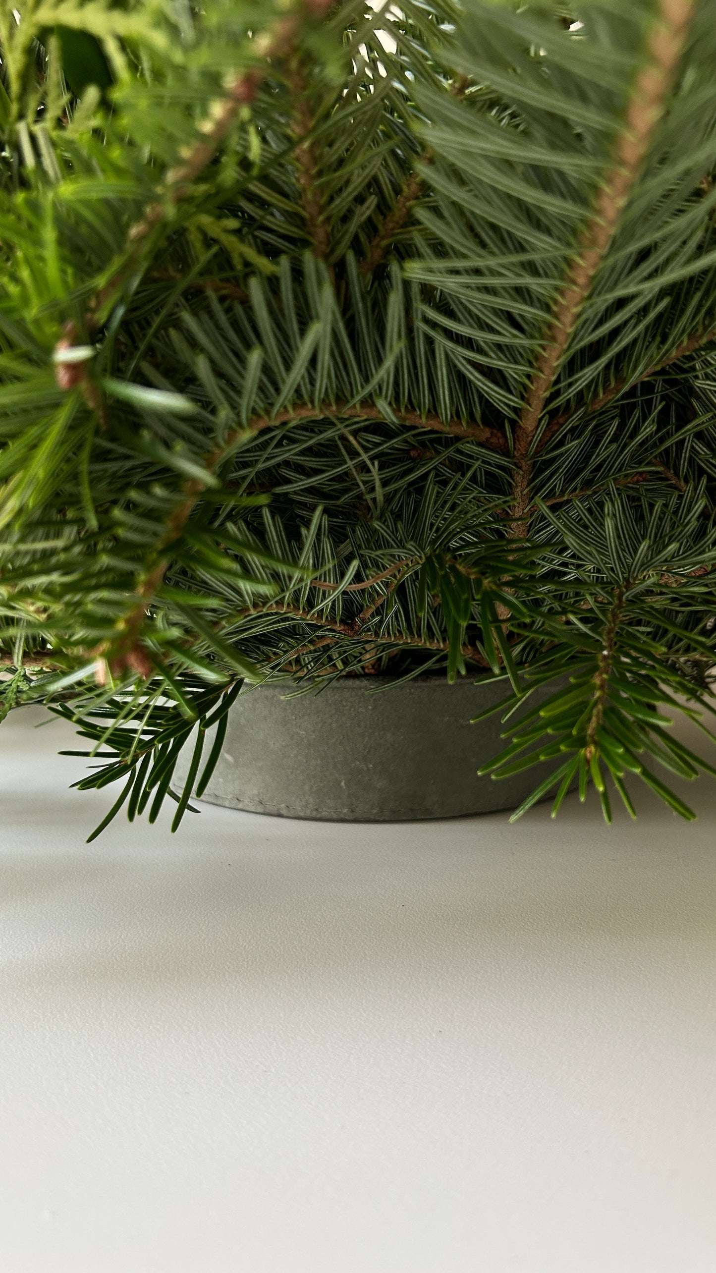 Thuja Tree Decor